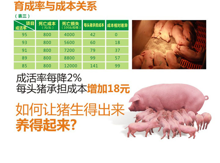 【小仙女2s直播app】6元养猪模式--养猪成本核心：育成率