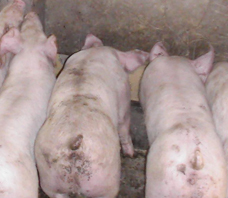 发酵冷制粒饲料在哺乳母猪阶段应用效果研究