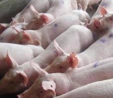 发酵冷制粒饲料在小猪阶段应用效果研究