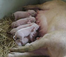 微生物发酵全价饲料在哺乳母猪阶段应用效果研究
